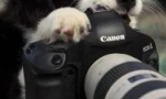 Zašto ne mogu fotografirati pse